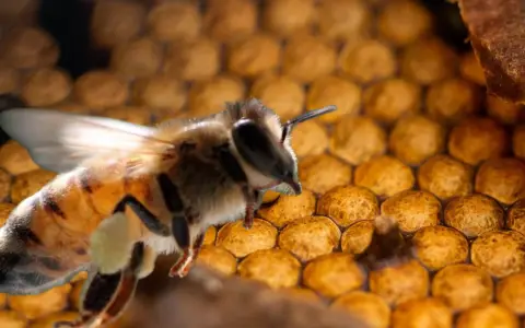 Abejas sin aguijón