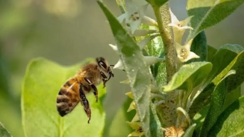 Abejas sin aguijón