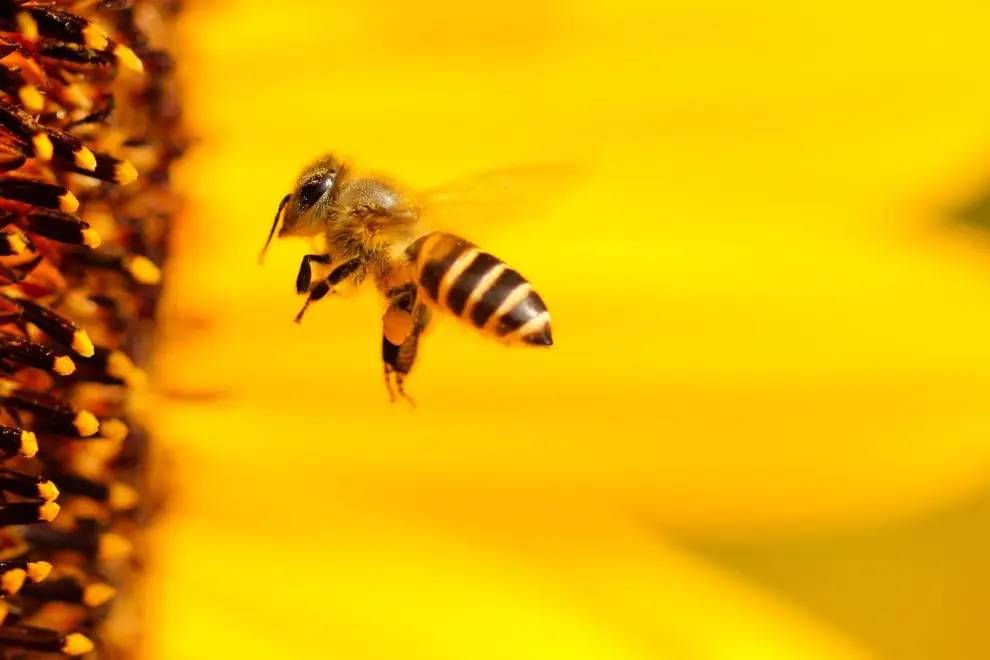 Abejas sin aguijón