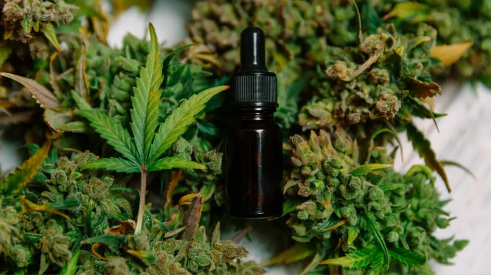 Cannabis