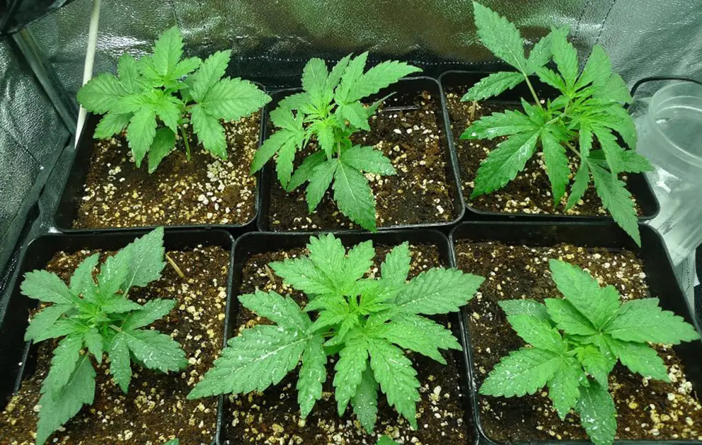 Cannabis