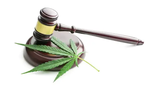 Cannabis