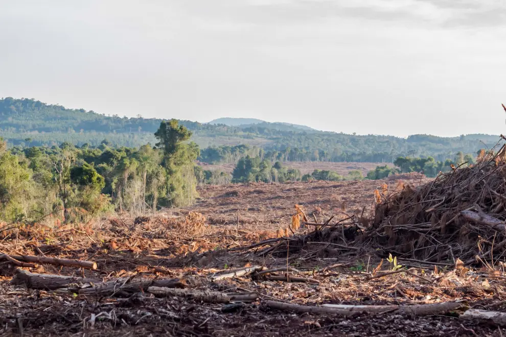Ambiente y deforestación en Argentina 