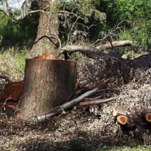 Daño Ambiental: Amplían a más de $21.800 millones el embargo por los desmontes ilegales en el norte de Salta