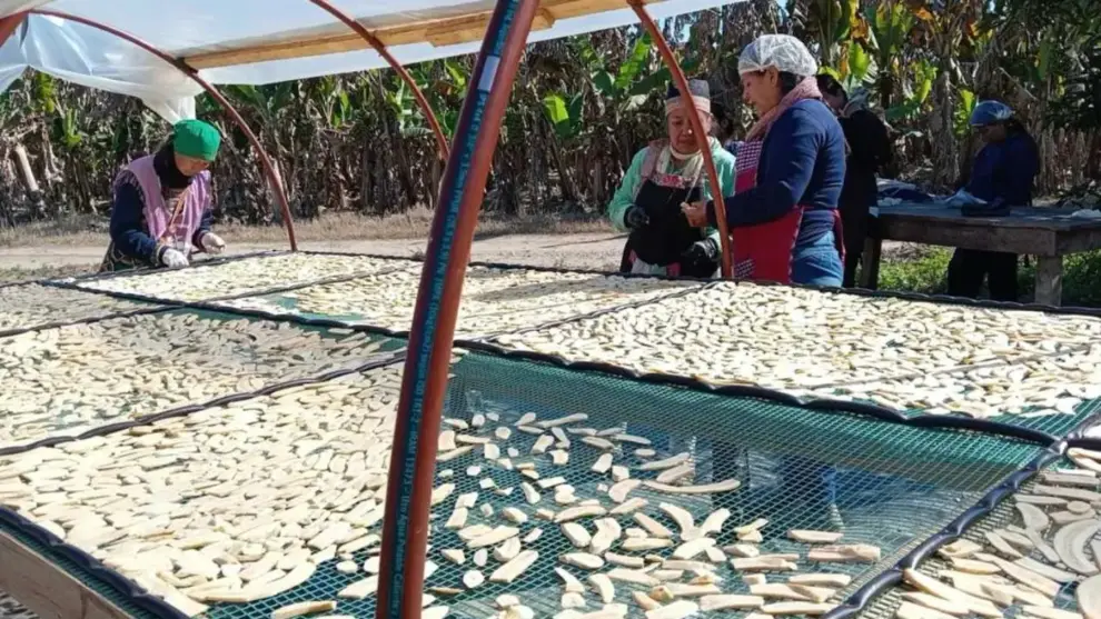 Las trabajadoras del proyecto acomodando las bananas en el primer deshidratador que construyeron.