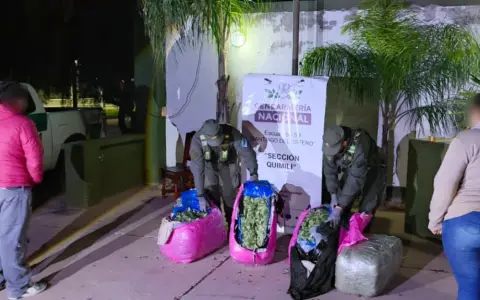 Incautan 768 kilos de hojas de coca en estado natural transportados en un tour de compras que iba de Orán a Buenos Aires