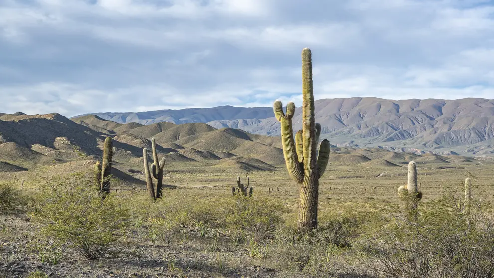 Parque Nacional Los Cardones