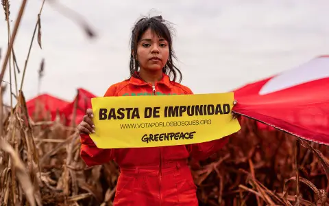 Greenpeace bosques nativos Salta