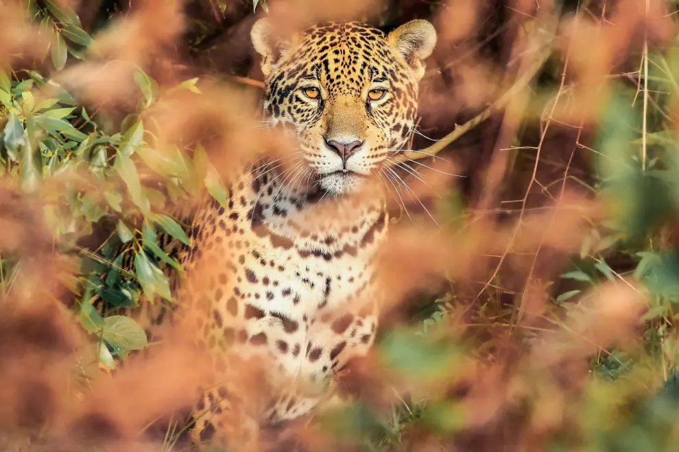 3558f071-yaguarete-gentileza-matias-rebak-rewilding-argentina