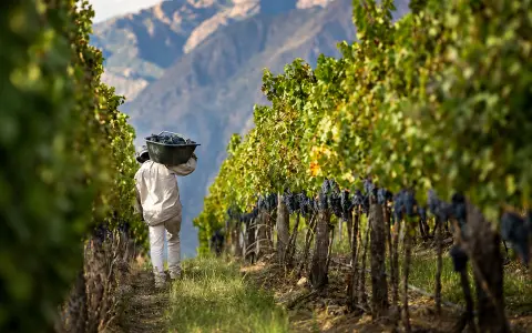 Molinos Río de la Plata acordó la compra de Bodega Etchart y suma presencia en una de las zonas más reconocidas del vino de altura.