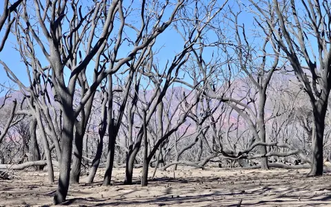 El día después de los incendios en Cafayate (Foto: Ministerio Público Fiscal)