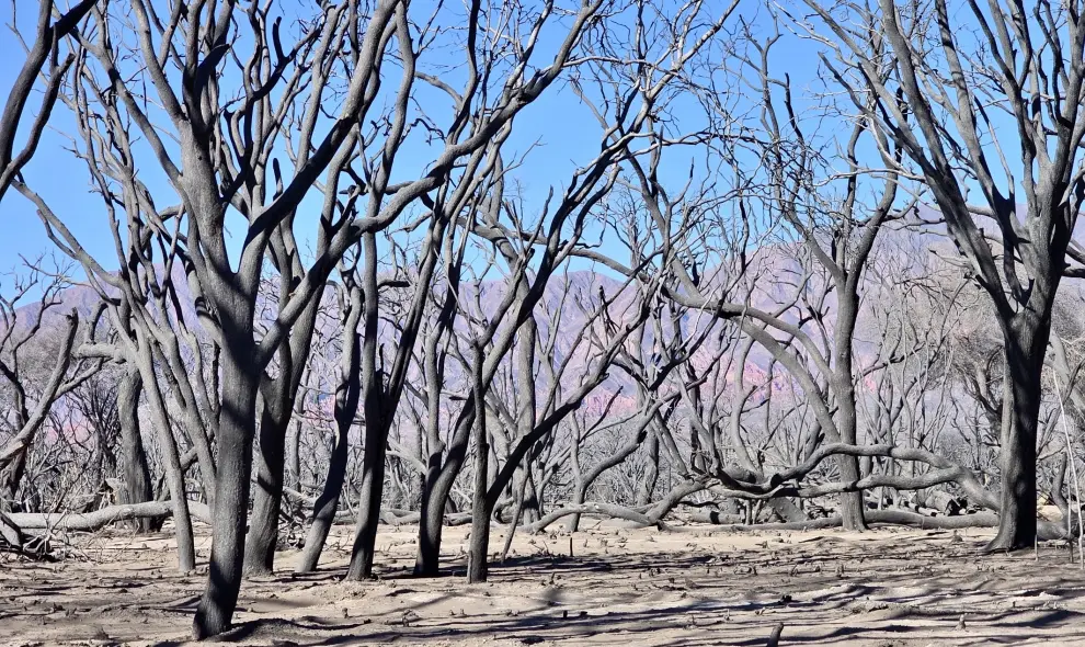 El día después de los incendios en Cafayate (Foto: Ministerio Público Fiscal)