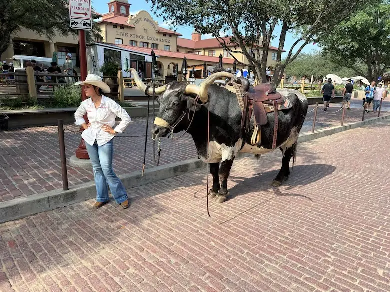 Una cowgirl posa en Stockyards con un ejemplar de Texas Longhorn.
