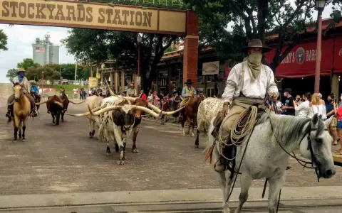 Stockyards con un ejemplar de Texas Longhorn.