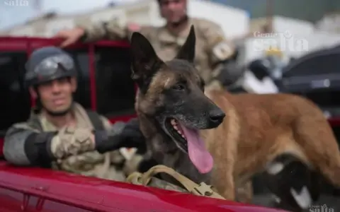 Bart, el perro argentino héroe que halló a dos nenes con vida bajo los escombros en Venezuela