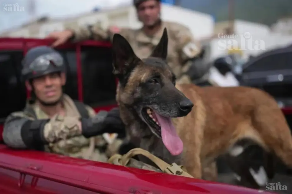 Bart, el perro argentino héroe que halló a dos nenes con vida bajo los escombros en Venezuela