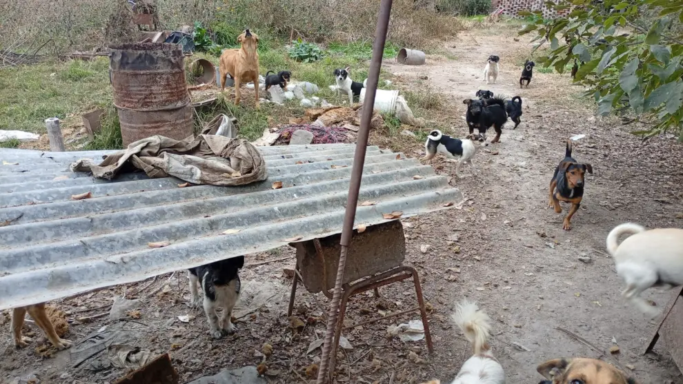 El fiscal ordenó la intervención del Instituto de Derecho Animal, para proteger al resto de los canes de propiedad del investigado