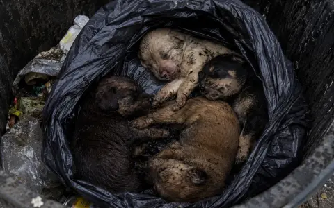 Cachorros hallados sin vida dentro de una bolsa en Rosario de Lerma 