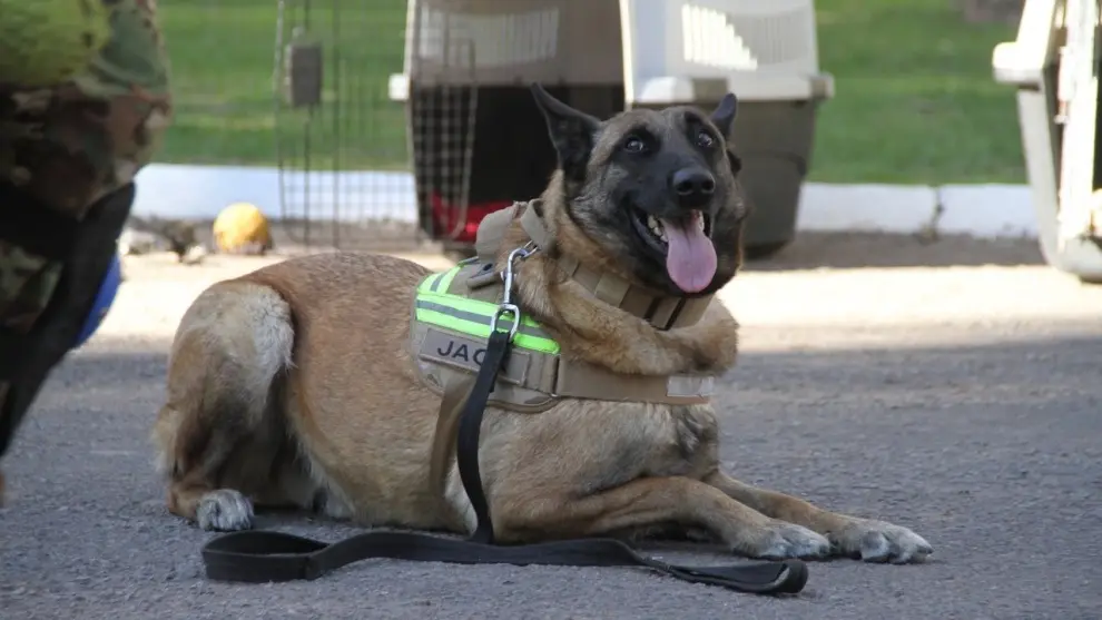 Jack, otro de los perros argentinos que partió a Venezuela para participar de los trabajos de rescate.