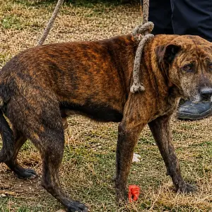 Un perro abandonado sobrevivió atrapado en un canal y ahora busca un hogar: Fue clave la tarea de los rescatistas de Salta