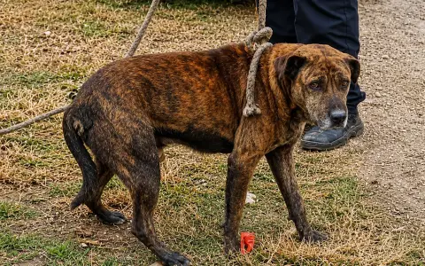 Perrito rescatado