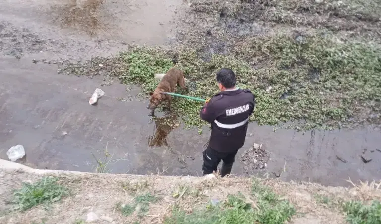 perro-rescatado-