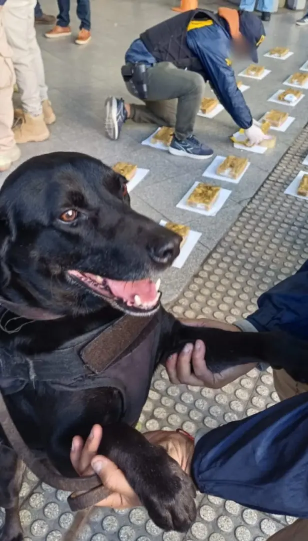 El can que actuó y descubrió los "ladrillos" con droga.