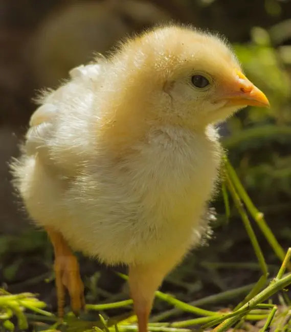 Pollito