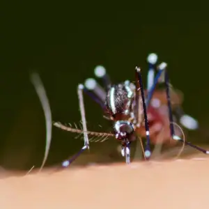 Reaparece en Puerto Rico un serotipo de dengue ausente desde hace más de 20 años