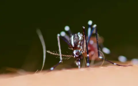Reaparece en Puerto Rico un serotipo de dengue ausente desde hace más de 20 años