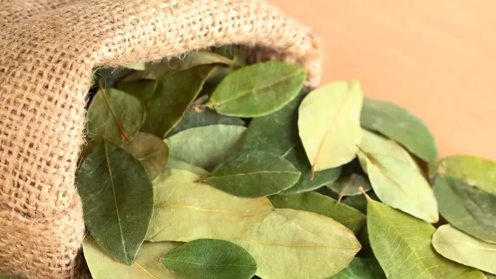 Hoja de coca