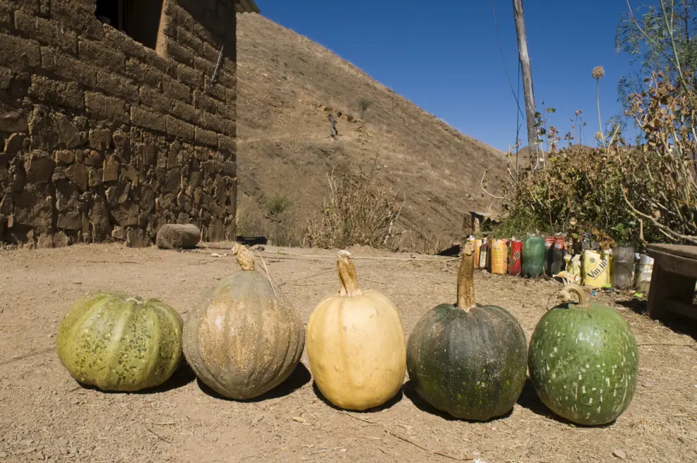 variedades_de_zapallos_y_cayote_en_salta,_argentina
