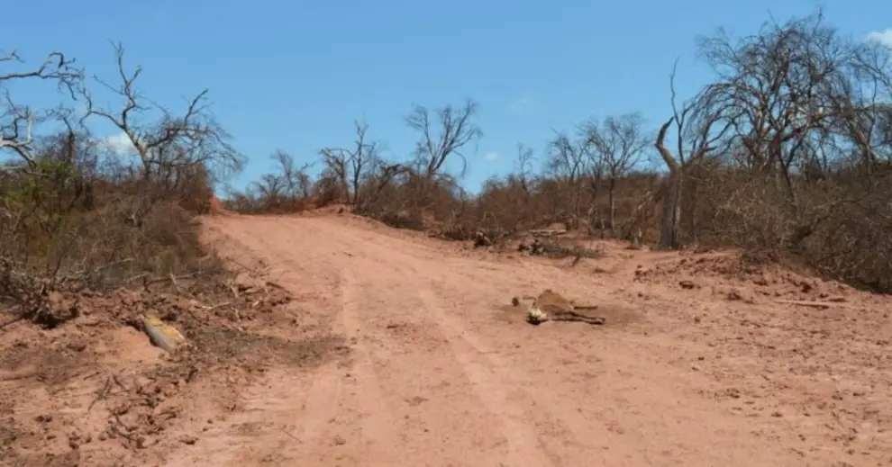 Animales muertos y otros desastres provocados por el derrame del pozo petrolero