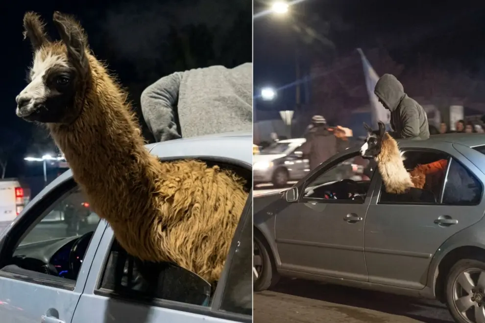 En Mendoza, festejaron el triunfo de Argentina con una llama en el asiento trasero de un auto