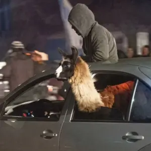 Salió a festejar el triunfo de Argentina con una llama en el auto y lo denunciaron por maltrato animal 