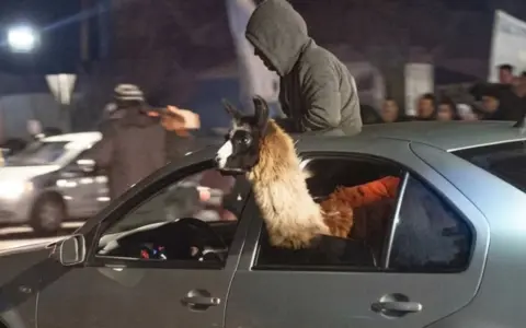 En Mendoza, festejaron el triunfo de Argentina con una llama en el asiento trasero de un auto
