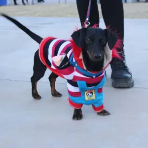 Cafayate se prepara para el tercer encuentro de perros salchicha y perros pila