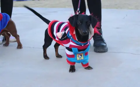 En el desfile de mascotas se elegirá al perro mejor abrigado