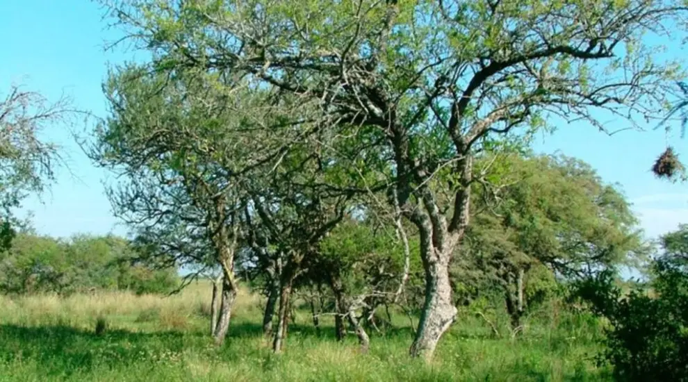 Realizan el mapeo más exhaustivo de los ecosistemas argentinos: Espinillar