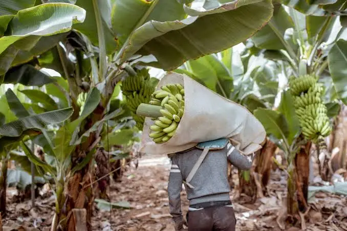 Producción de bananas en Salta